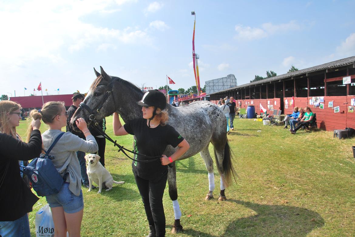 Knabstrupper elmelunds lua lani solgt billede 17