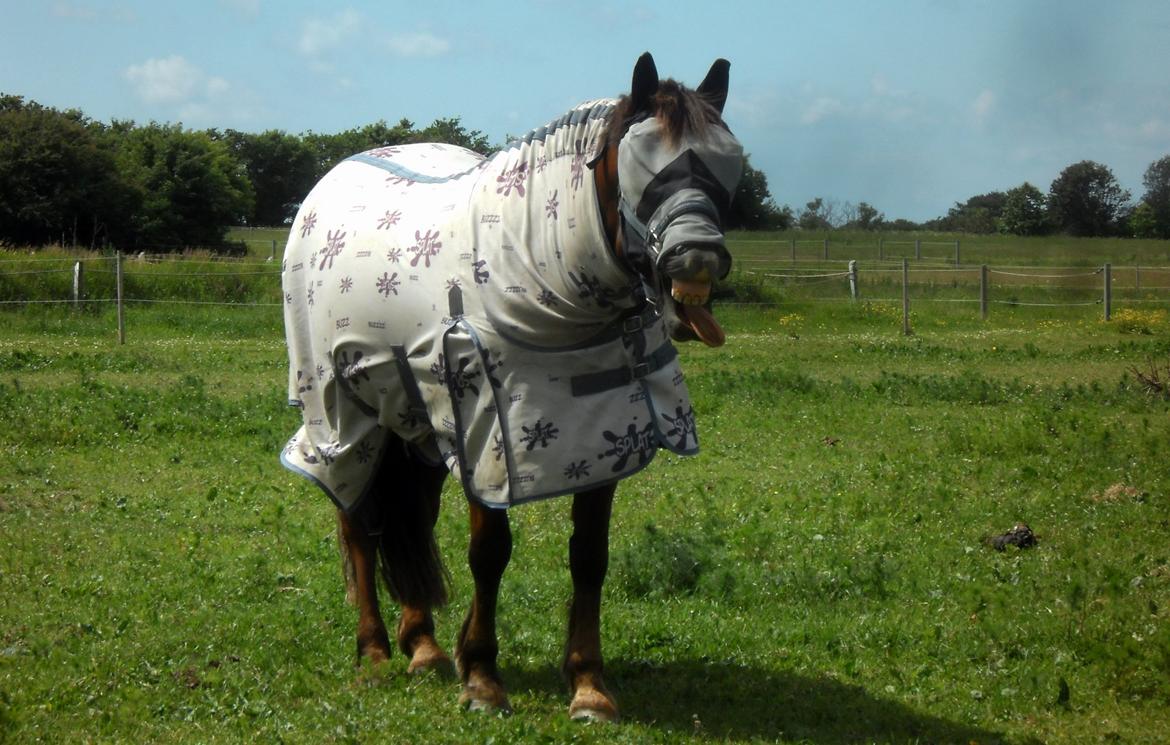 Connemara Quiva <3 - Quivas sande jeg! - Sommer 2013 billede 14