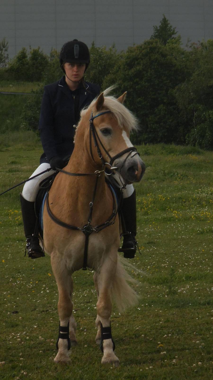 Haflinger Maldini Van Abeele* Min fremtid *<3 - Første stævne på Maldini.. <3 billede 6