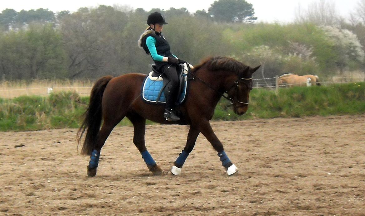 Connemara Quiva <3 - Træning sommer 2013 billede 4