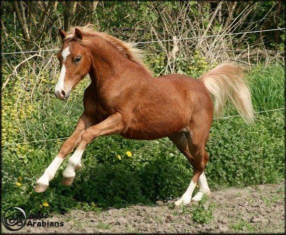 Welsh Pony (sec B) Total Surprise AA SOLGT TIL SJÆLLAND billede 8