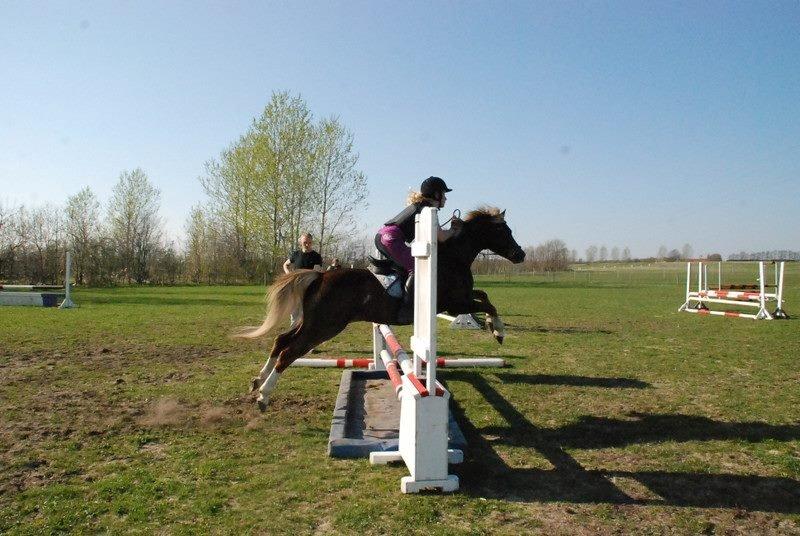 Welsh Pony (sec B) Total Surprise AA SOLGT TIL SJÆLLAND billede 10