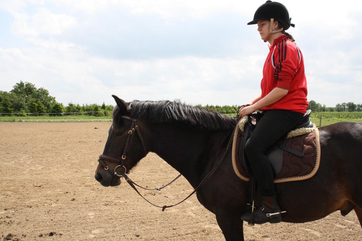 New Forest Krondalens Dropan billede 7