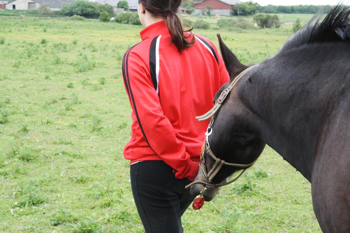 New Forest Krondalens Dropan billede 17