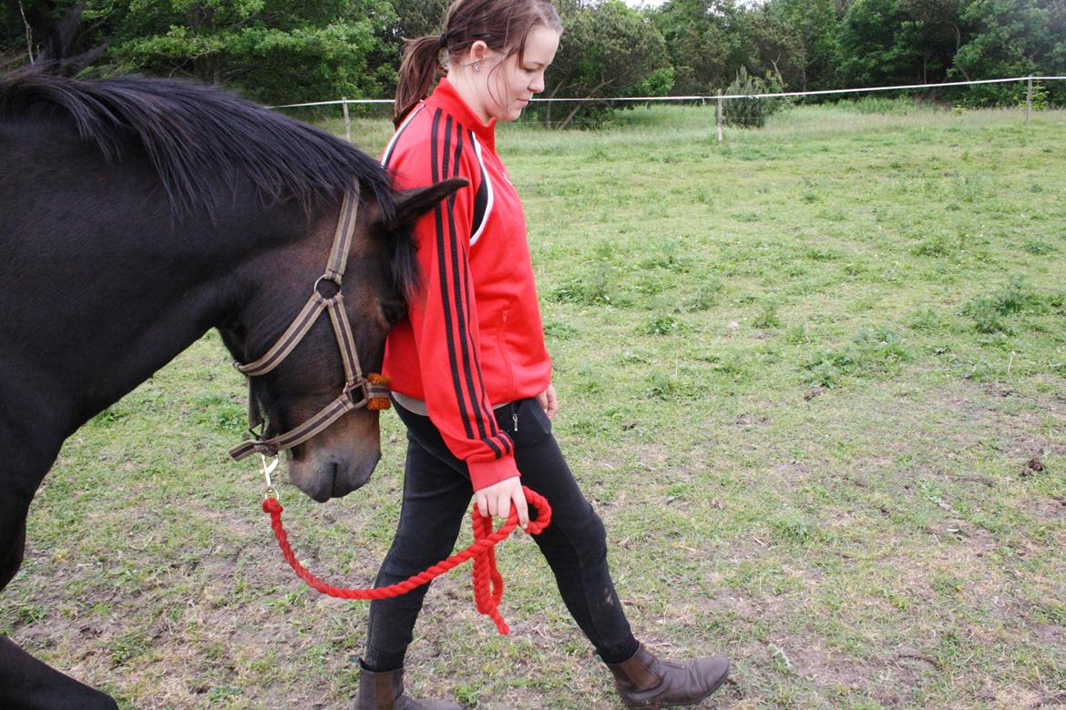 New Forest Krondalens Dropan billede 9