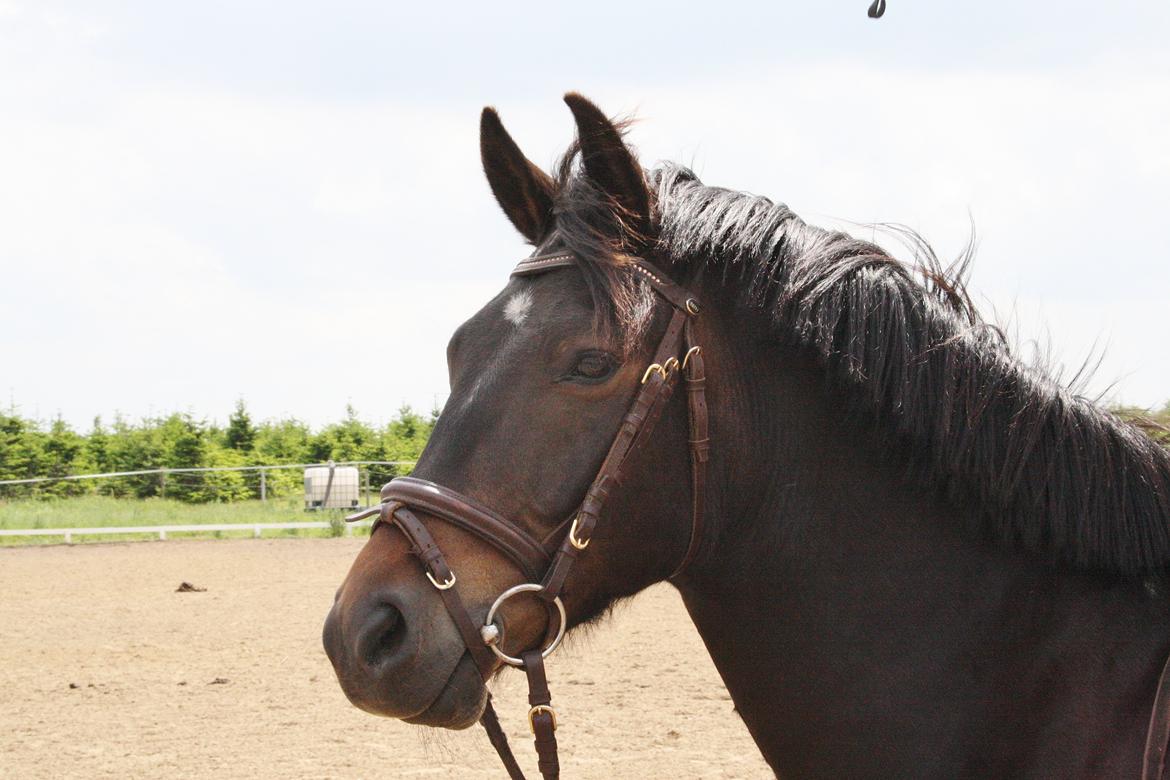 New Forest Krondalens Dropan billede 11