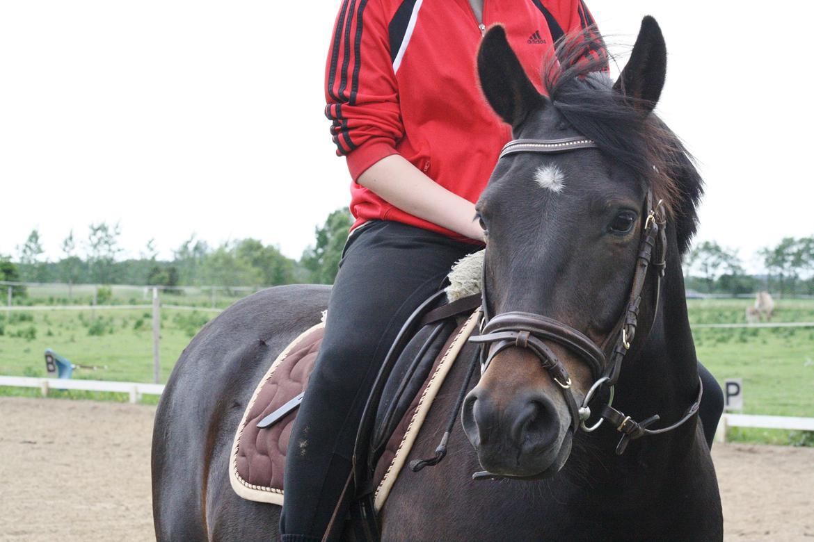 New Forest Krondalens Dropan billede 2