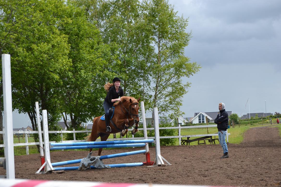 Anden særlig race Chili billede 12