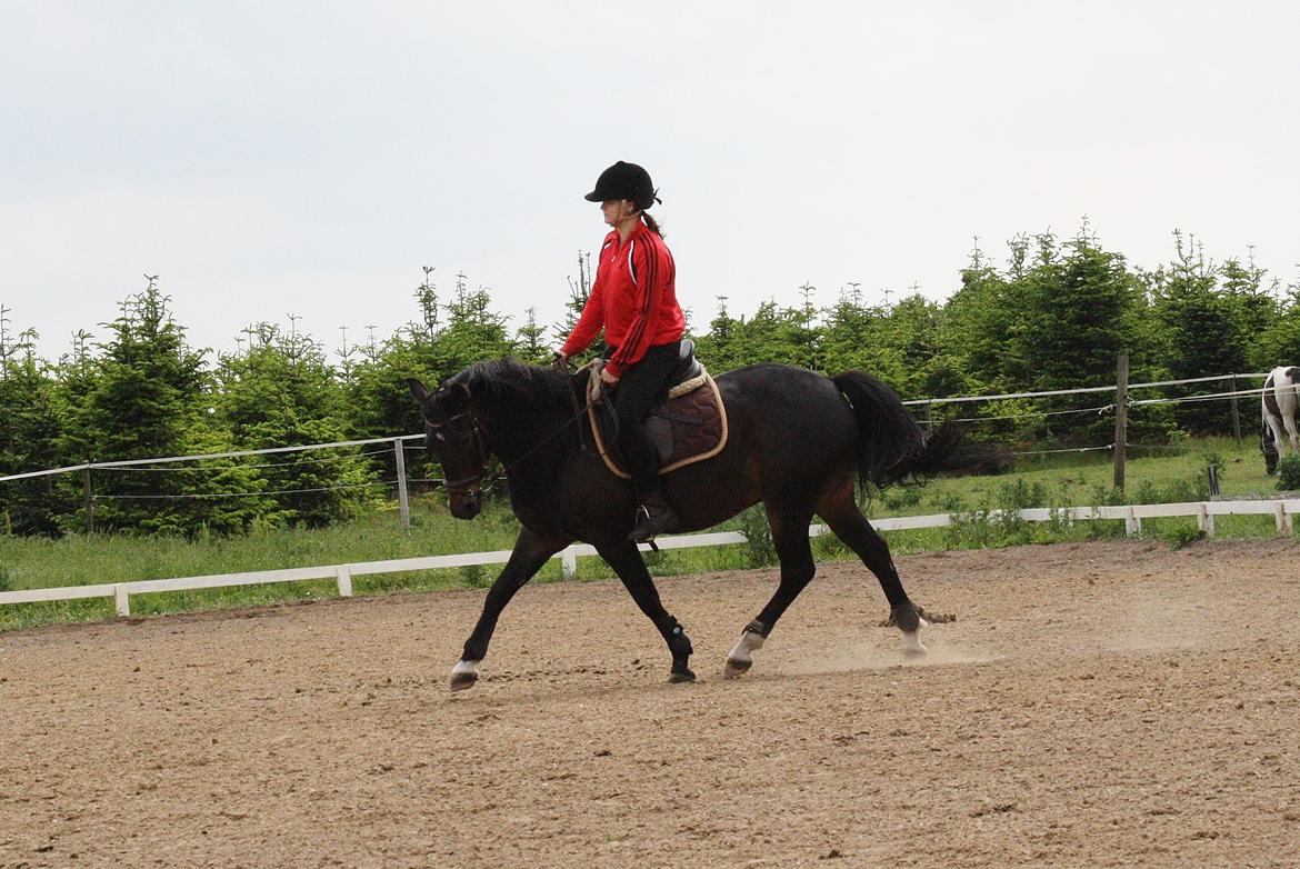 New Forest Krondalens Dropan billede 5