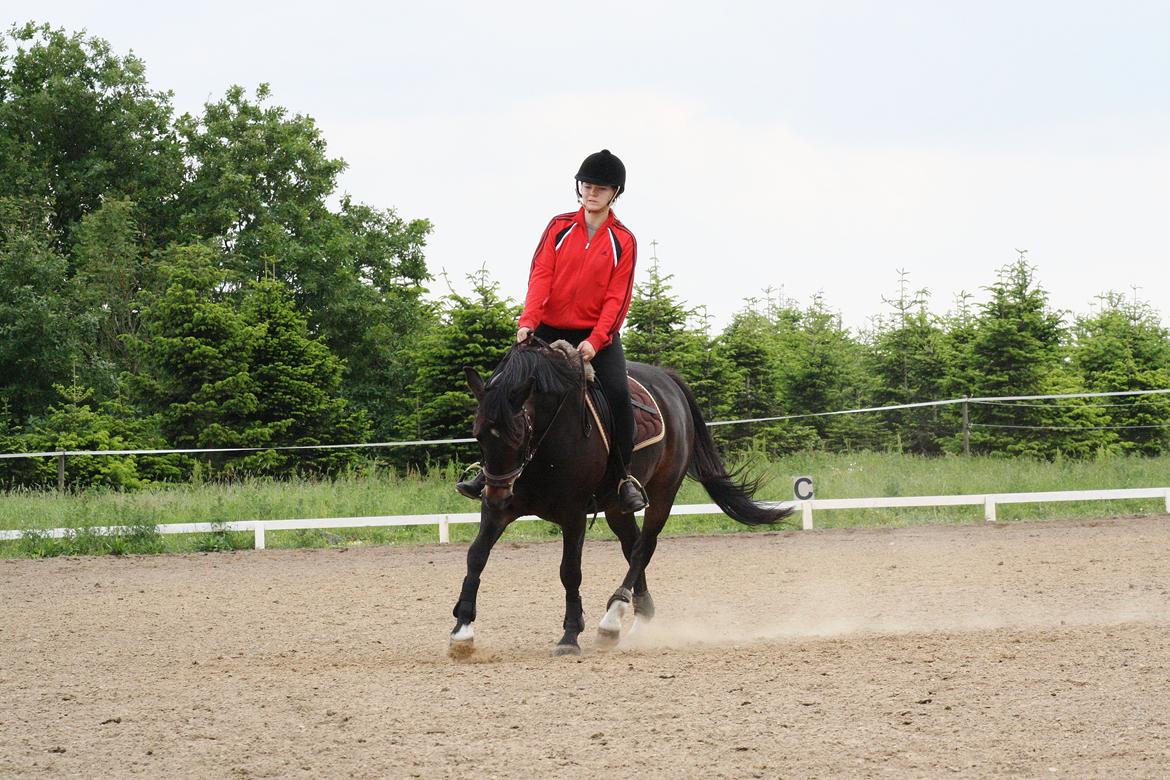 New Forest Krondalens Dropan billede 15