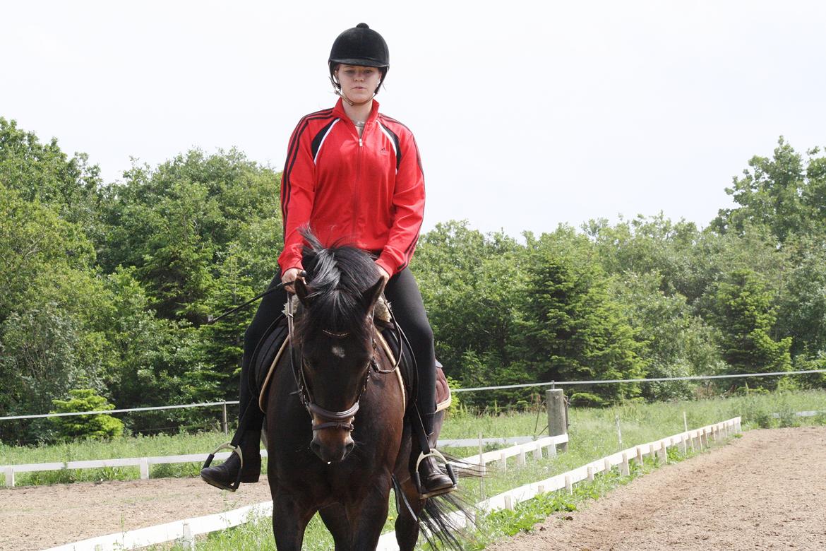 New Forest Krondalens Dropan billede 18