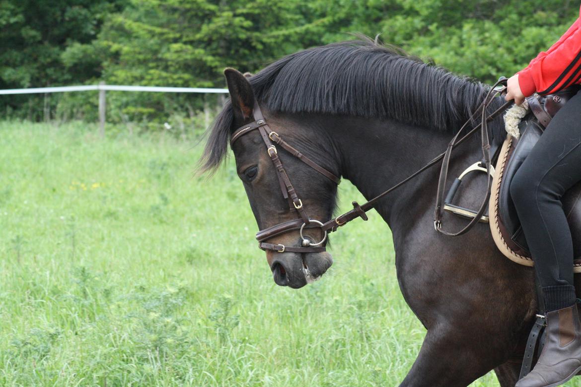 New Forest Krondalens Dropan billede 12