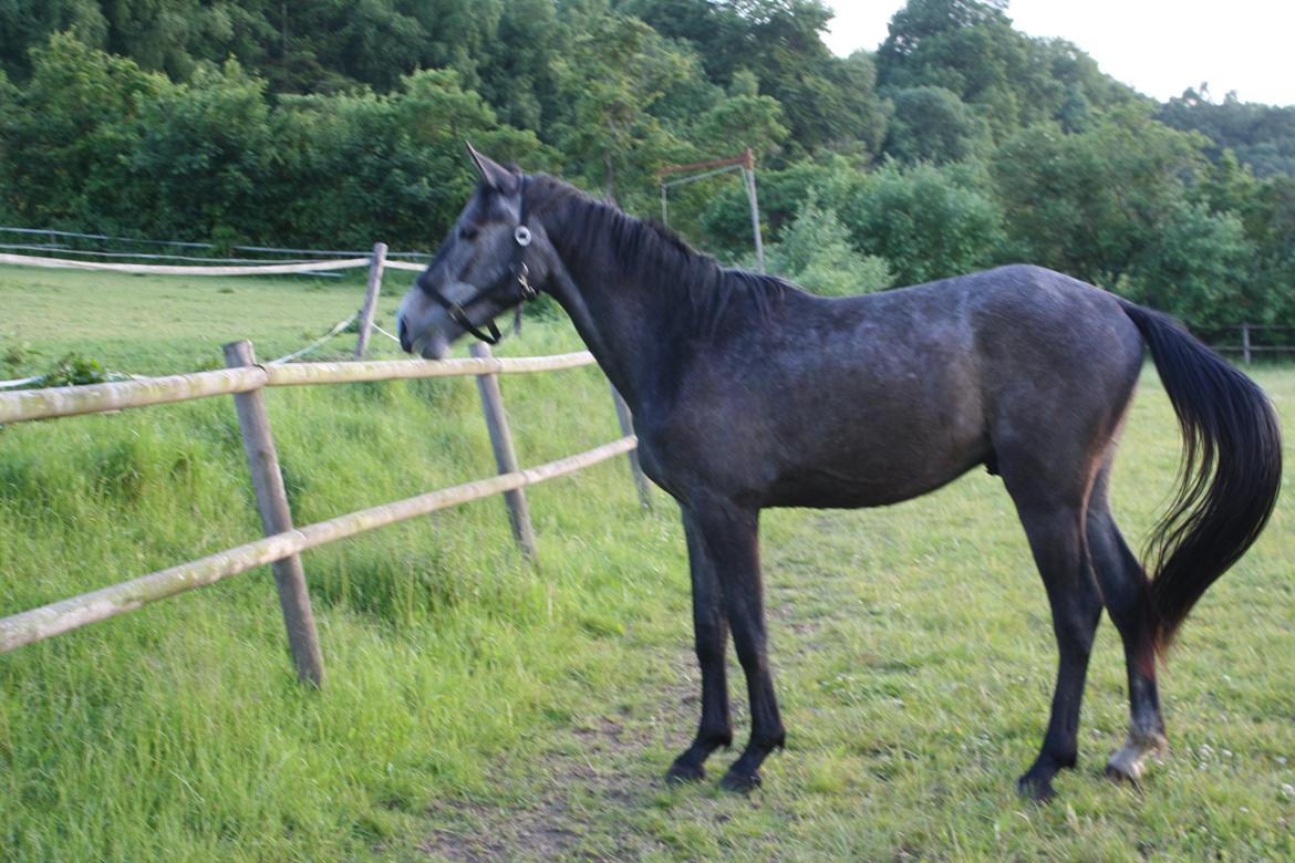 Dansk Varmblod LL Thorsager Ronaldinho - 3 år gammel billede 13