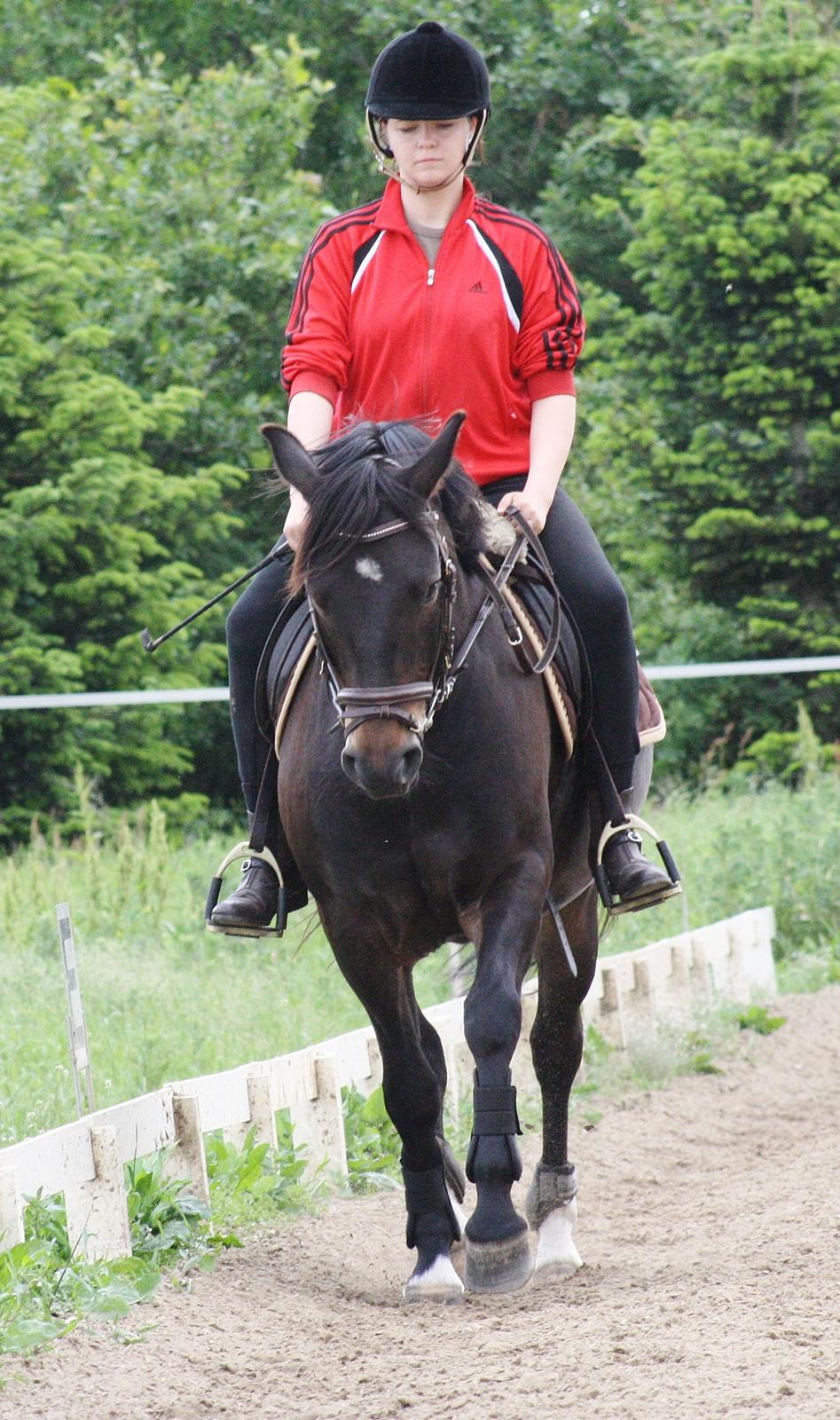 New Forest Krondalens Dropan billede 4