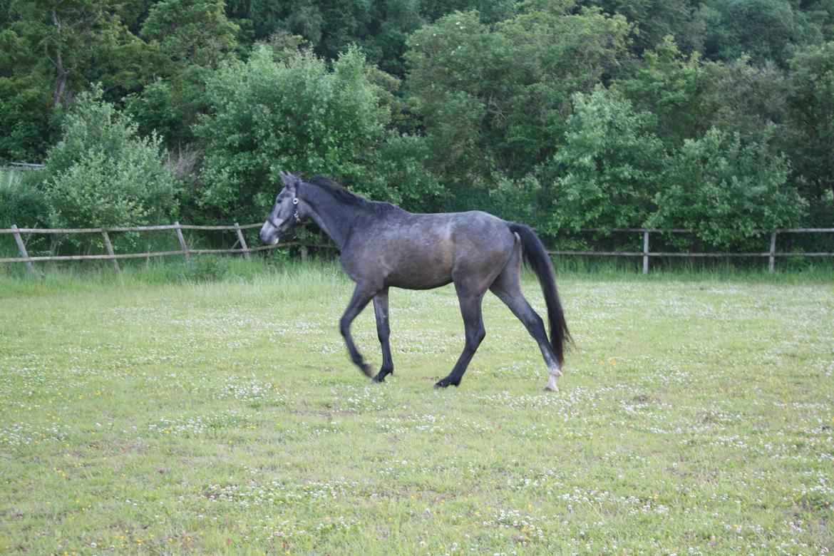 Dansk Varmblod LL Thorsager Ronaldinho billede 14