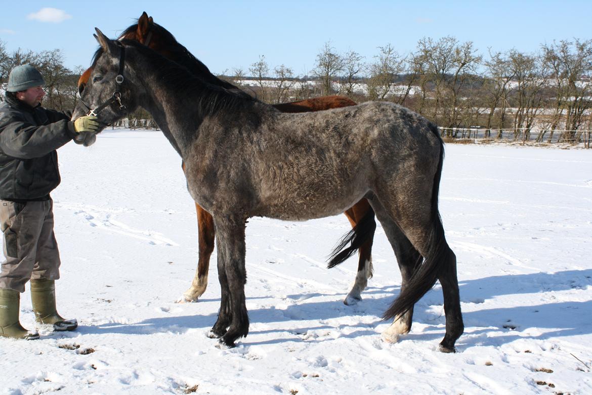 Dansk Varmblod LL Thorsager Ronaldinho billede 15