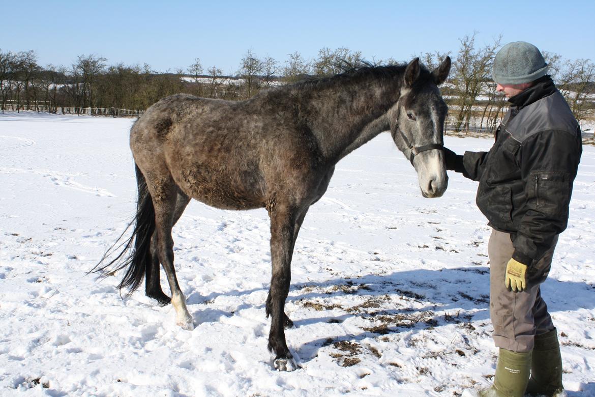 Dansk Varmblod LL Thorsager Ronaldinho billede 16