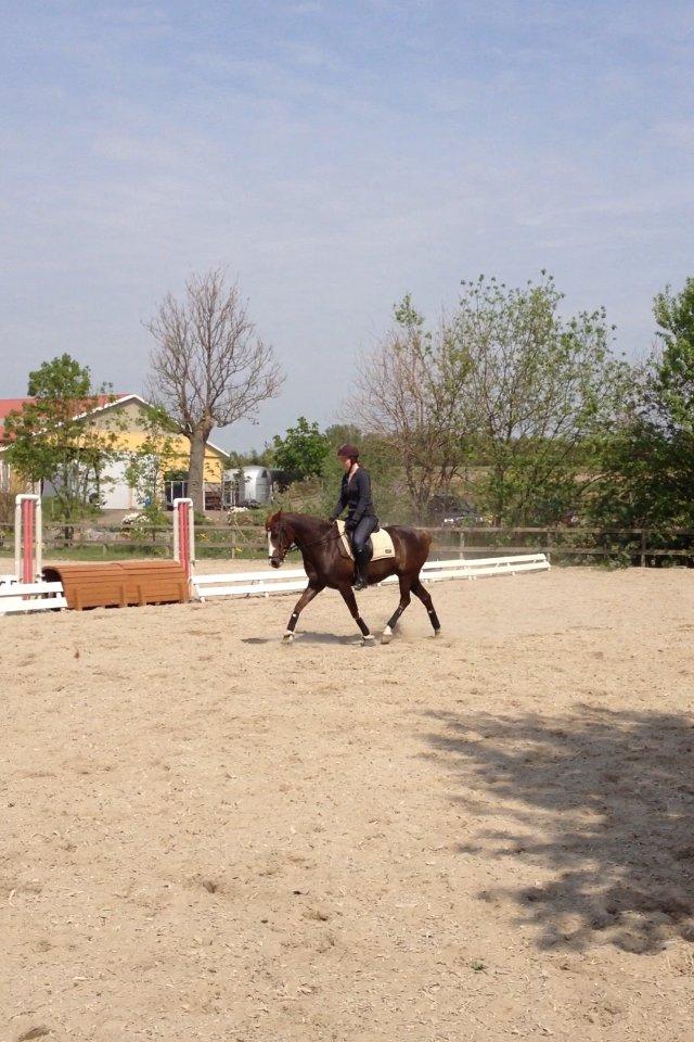 Anden særlig race Bjerregårds Bailey - Træning <3 billede 15