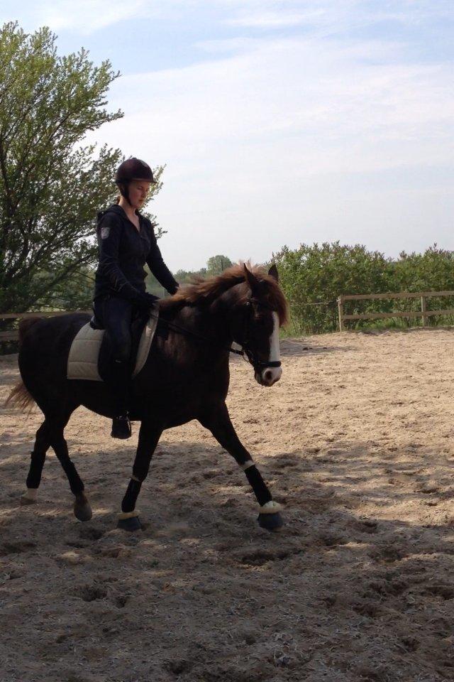 Anden særlig race Bjerregårds Bailey - Dejlige Bobo<3 <3 billede 11