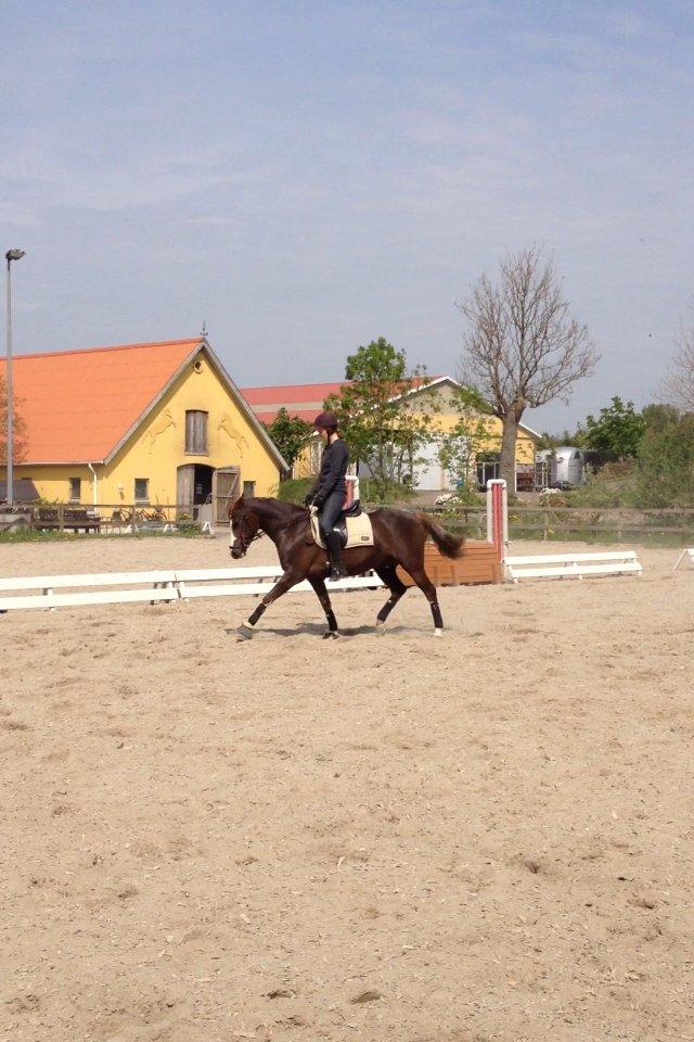 Anden særlig race Bjerregårds Bailey - <3 billede 8