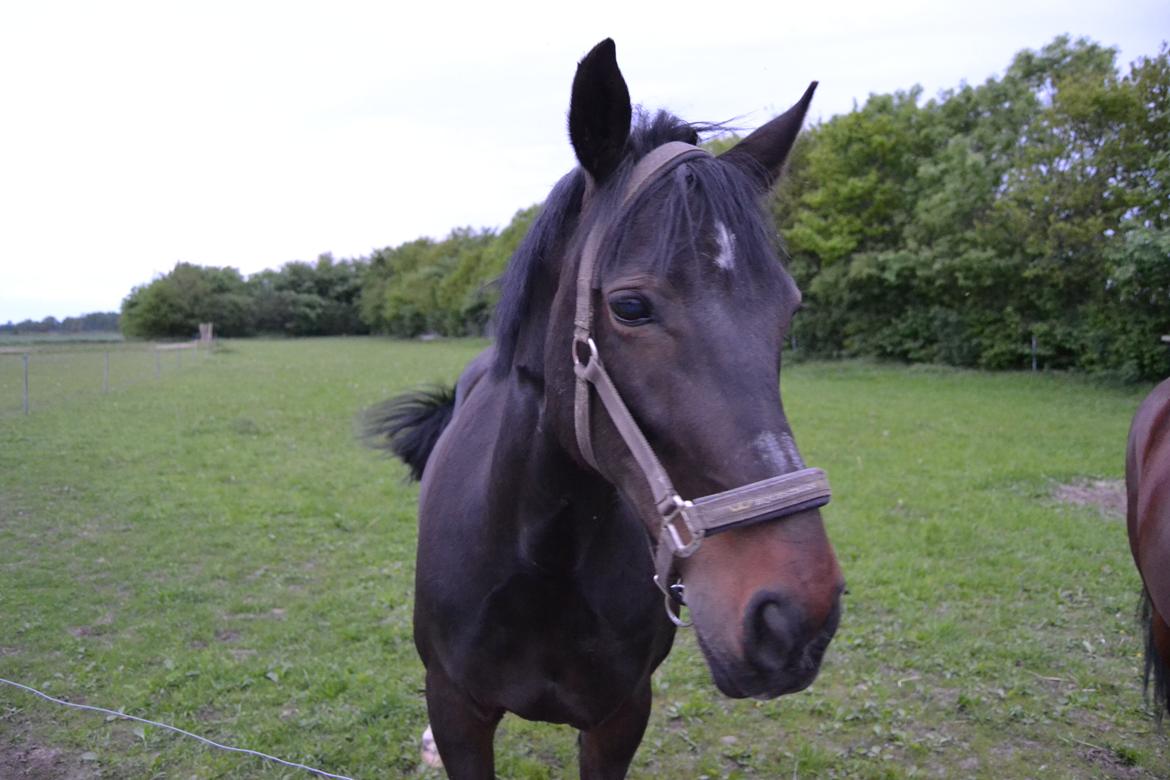 Anden særlig race Taura - Fjollet billede 16