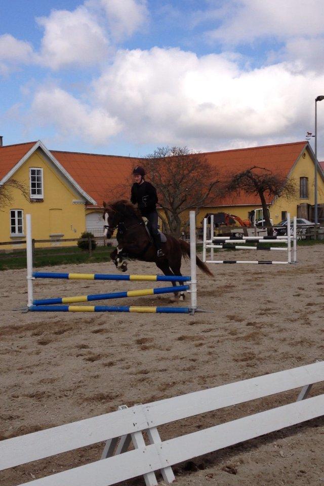 Anden særlig race Bjerregårds Bailey - Springer 75 cm - stjerne pony<3 billede 14