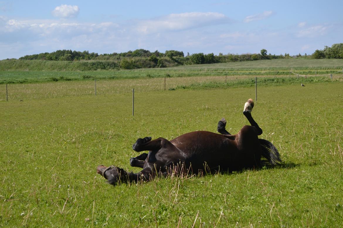 Anden særlig race Taura - Tykke <3 billede 17