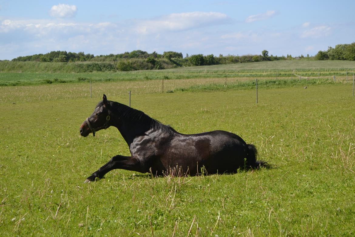 Anden særlig race Taura - Sød billede 15