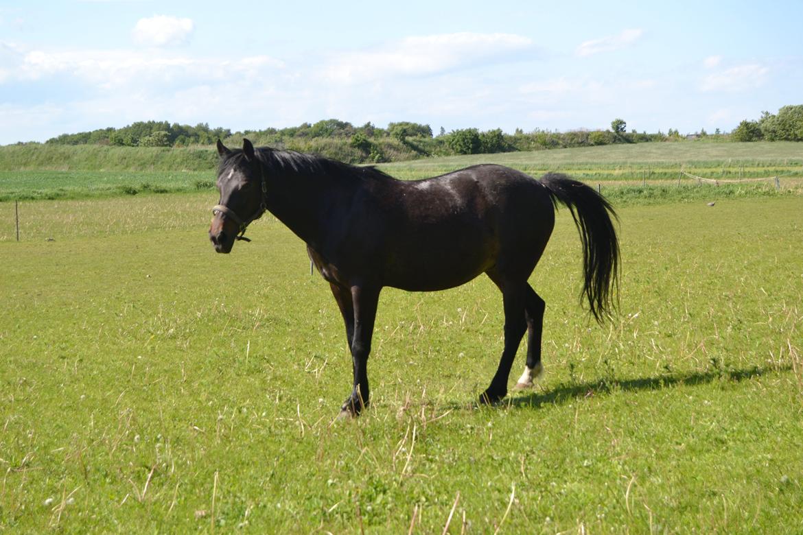 Anden særlig race Taura - Min veeeen <3 billede 5