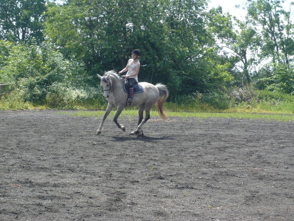 Anden særlig race Gucci - galop billede 1