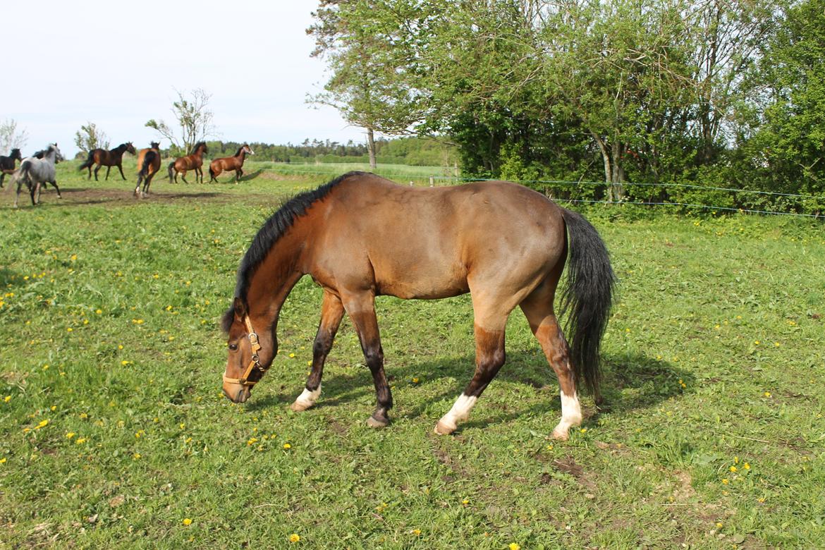 Anden særlig race Kojack | pony <3 | - Coey på vej ud på sommergræs ♥
Forår 2013.
Foto: IKJ © billede 19