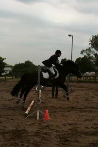 New Forest Chamsiin - 60 cm.
 første spring stævne <3 billede 6