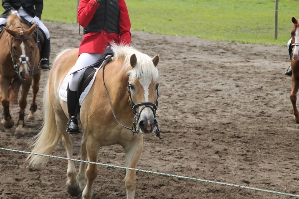 Haflinger Nich Kastanjegård billede 17