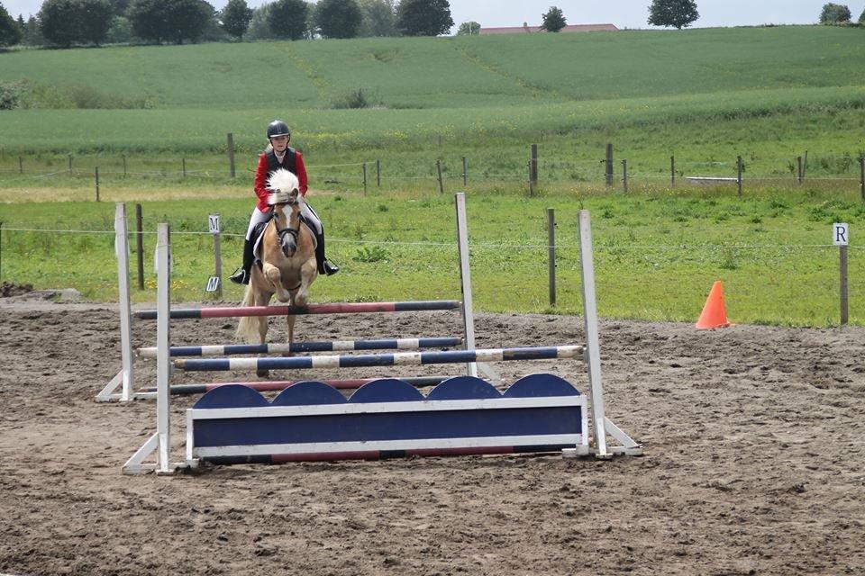 Haflinger Nich Kastanjegård billede 18