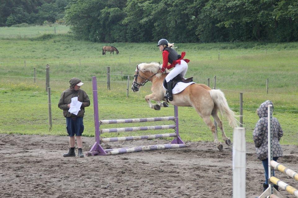 Haflinger Nich Kastanjegård billede 19