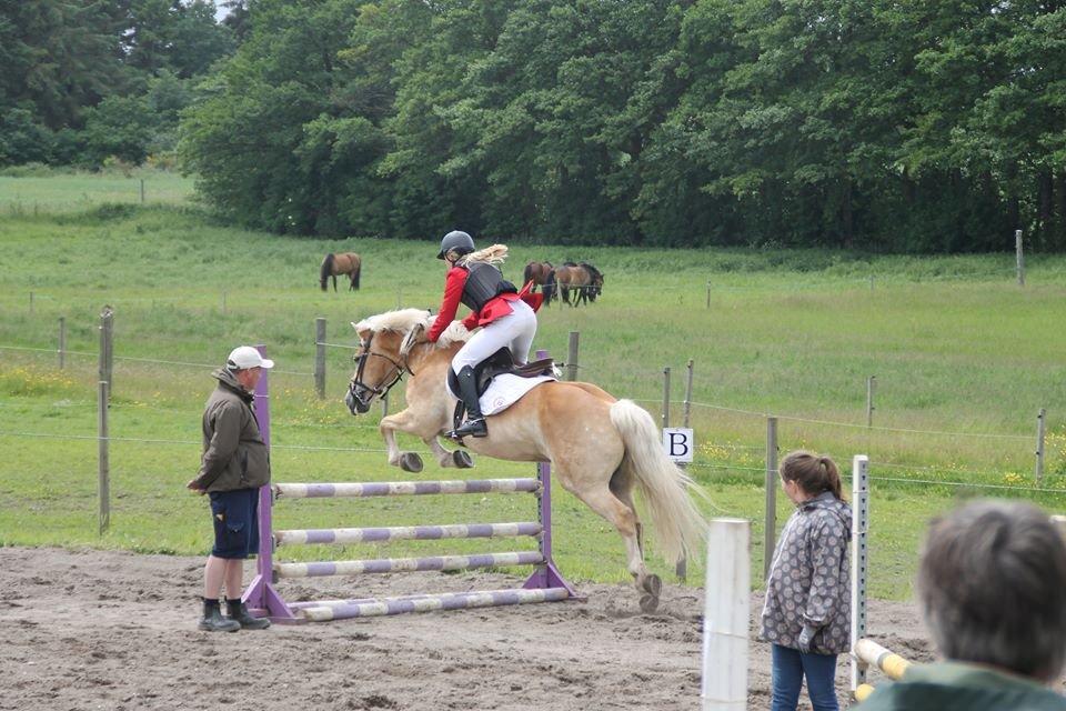 Haflinger Nich Kastanjegård billede 9