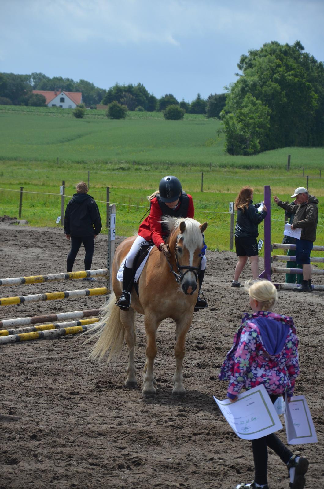 Haflinger Nich Kastanjegård - Proud, just proud! <3 billede 1