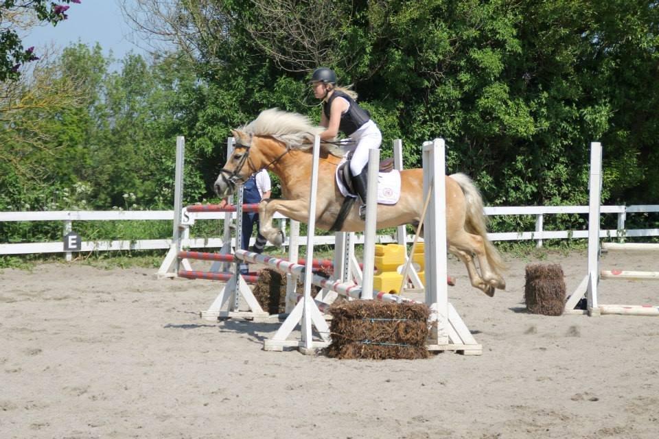 Haflinger Nich Kastanjegård billede 14