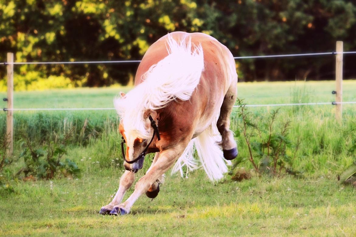 Haflinger N. Don Carlos billede 15