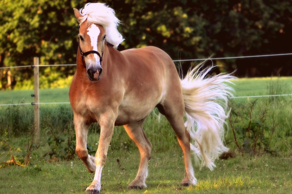 Haflinger N. Don Carlos billede 3