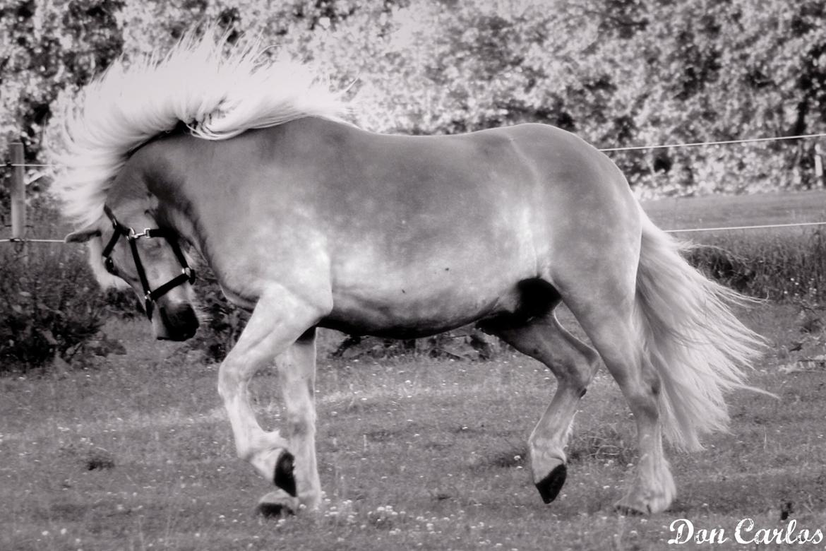 Haflinger N. Don Carlos - Don Carlos <3 billede 16
