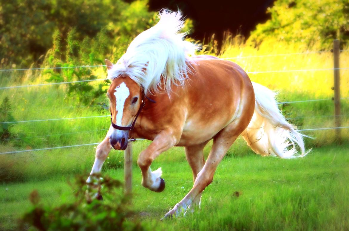 Haflinger N. Don Carlos billede 14