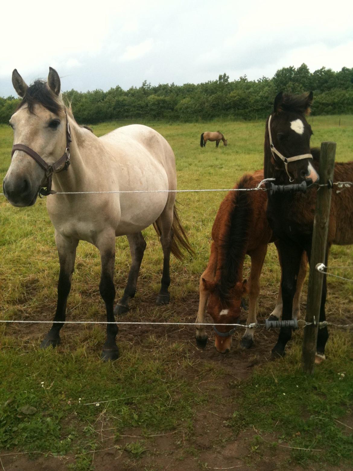 Anden særlig race Nasira Vanilla Alvilda billede 16