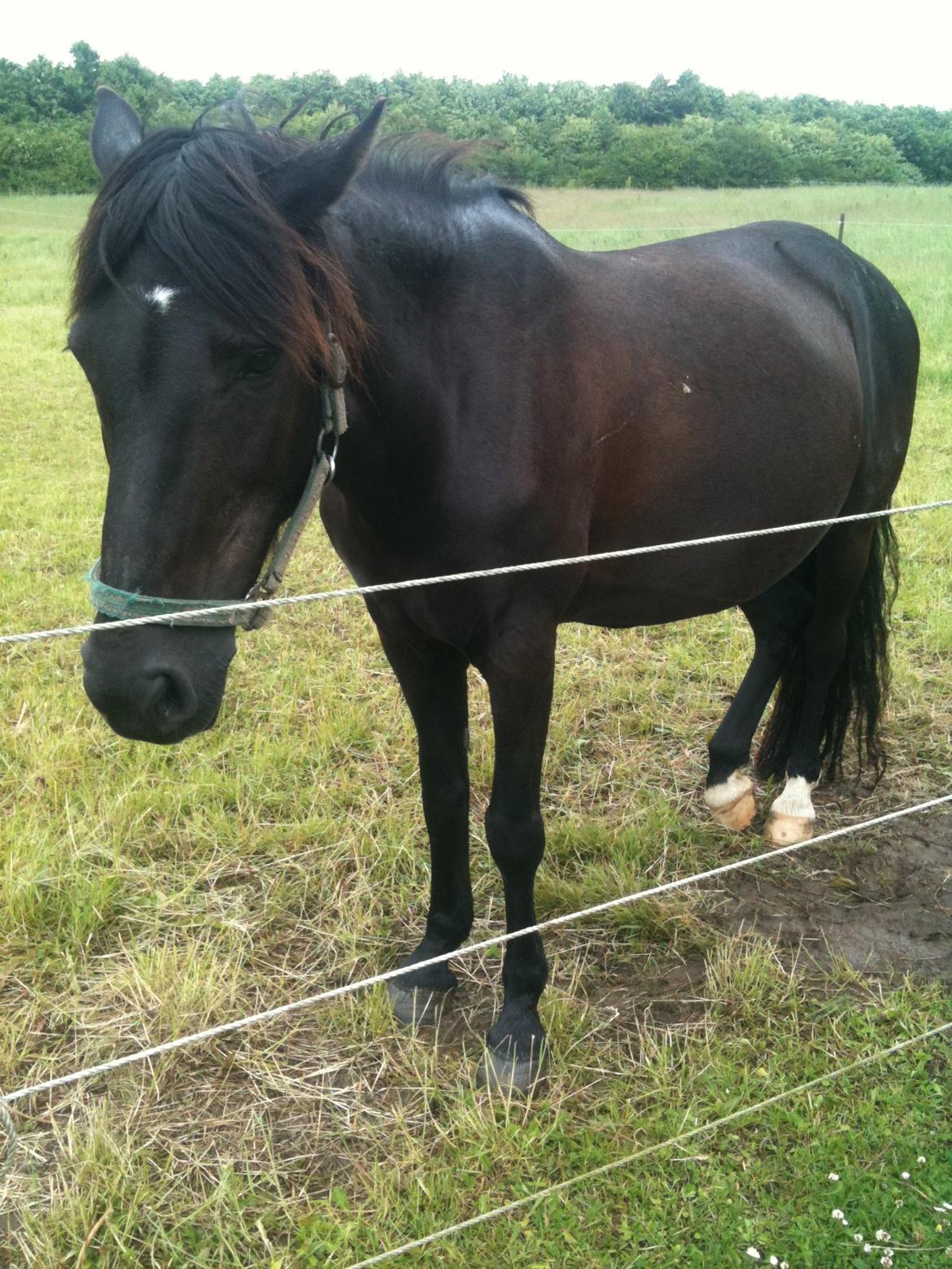 Pinto Dark Prinsess Andjelina billede 17