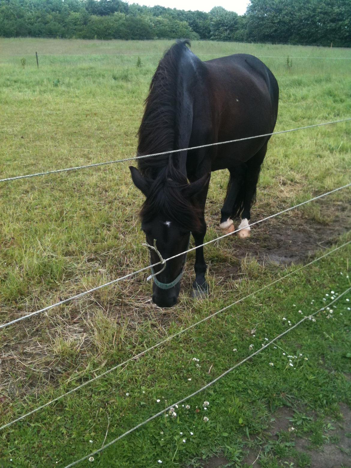 Pinto Dark Prinsess Andjelina billede 18