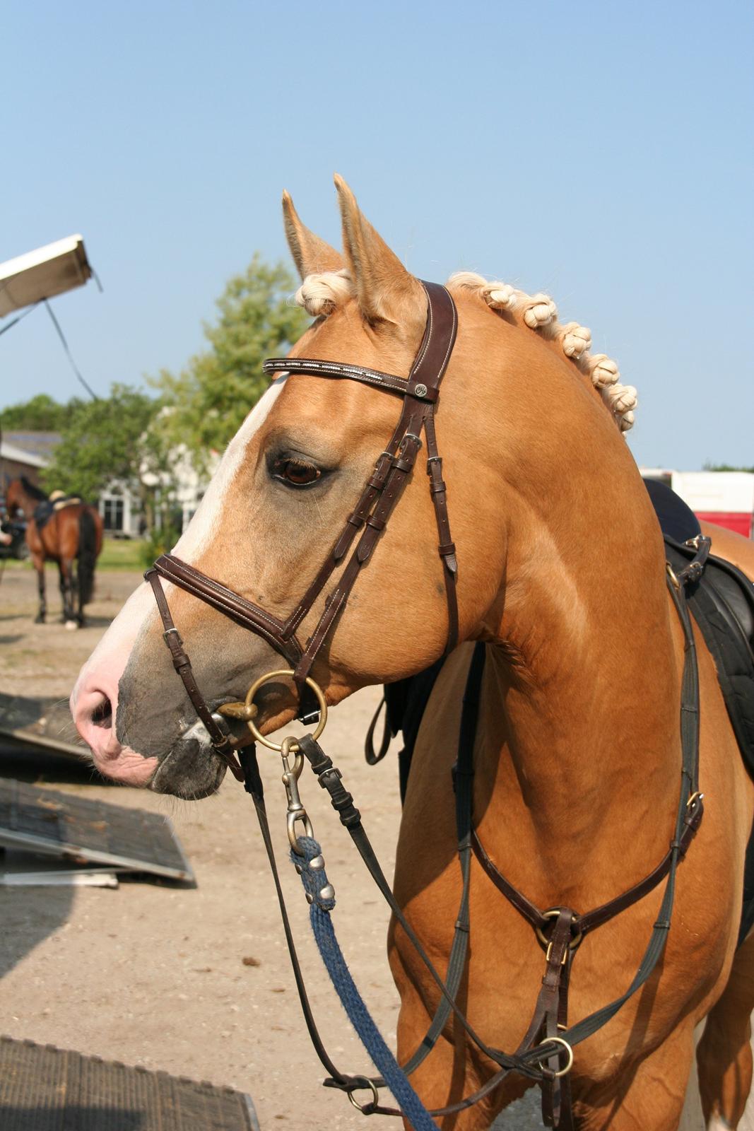 Palomino Shulay Gold Fever - Vejle C-stævne 15/6-13 
Foto: Juliette De Richelieu billede 16