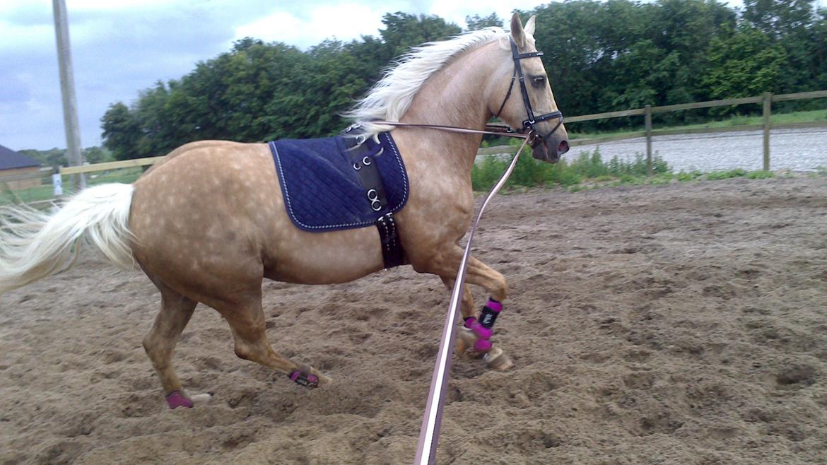 Palomino Frønsen - så bliver der øvet noget balance <3 billede 6