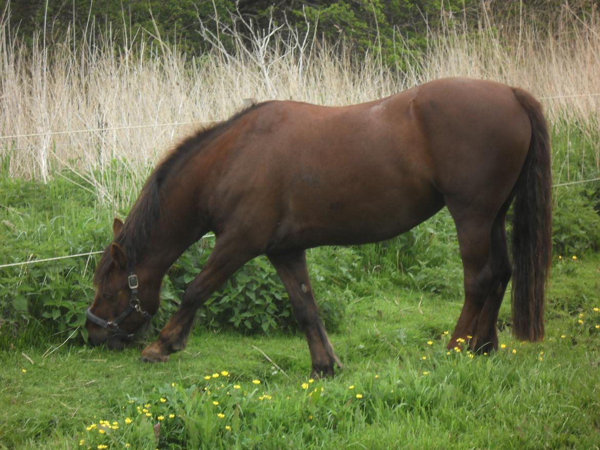 Connemara Quiva <3 - Man kan ikke andet end at holde af ham <3 - Juli 2013 billede 28