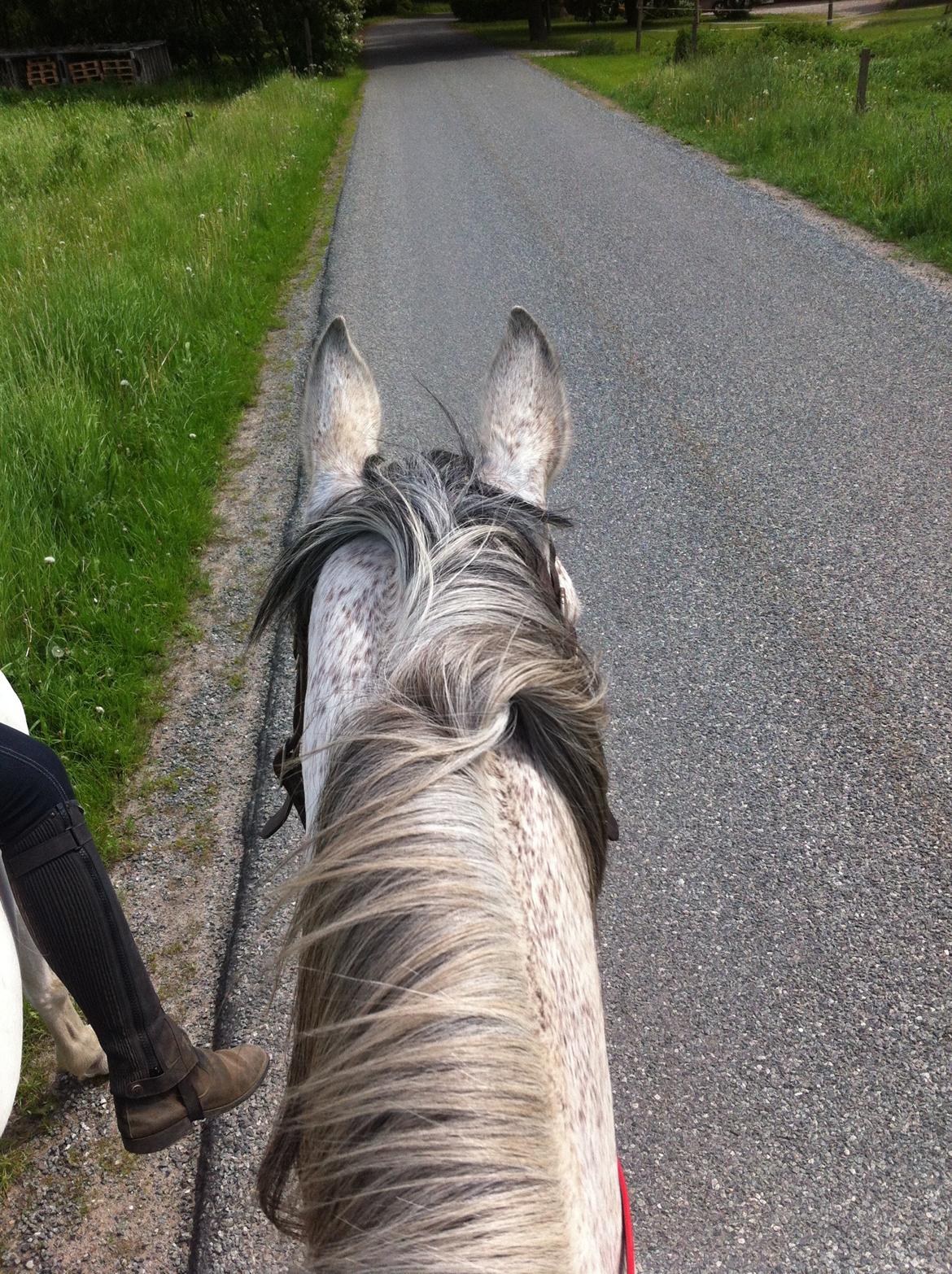 Arabisk fuldblod (OX) Jalle - det er altså også bare super hyggeligt at ride tur ^.^ billede 4