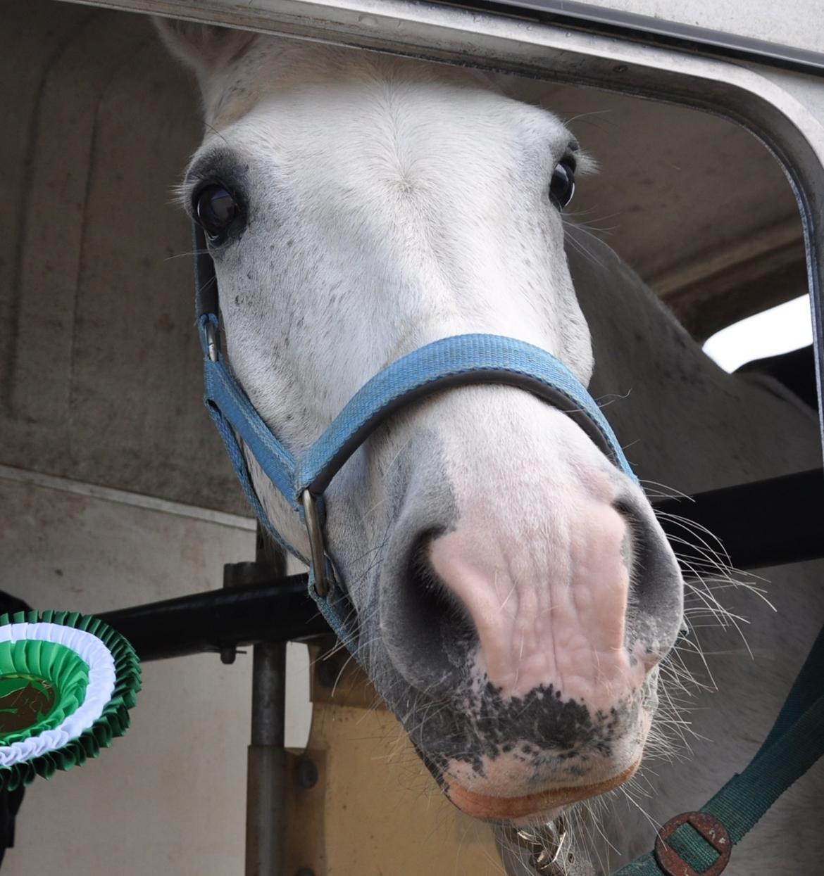 Anden særlig race Samson billede 8